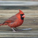 Northern Cardinal