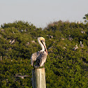 Brown Pelican