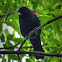 Red Winged Blackbird