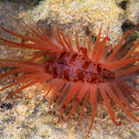 File Clam