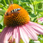 Unknown spotting