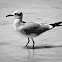 Sea Gull
