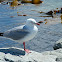 Silver gull
