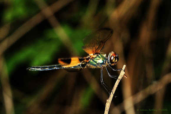 Spotting Image 1