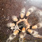 Mexican redknee tarantula