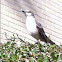 Mocking bird