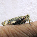 a kind of plant hopper