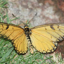 Himalayan Yellow Coster