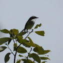 Grey Bushchat