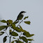 Grey Bushchat