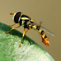 Yellow-shouldered Hover Fly or Common Hover Fly (Male)