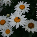 Shasta Daisy