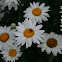 Shasta Daisy