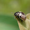Leaf beetle