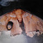 Polyphemus Moth