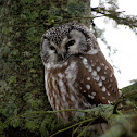 Boreal Owl