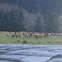 Roosevelt Elk