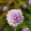 Chives