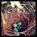 Mockingbird eggs