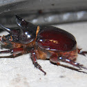 Ox Beetle