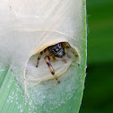 jumping spider with web/egg sac