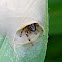 jumping spider with web/egg sac