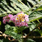 Lantana
