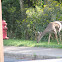 white tailed deer