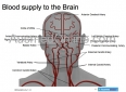 Blood Supply to the Brain