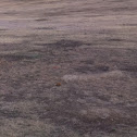 Prairie dog