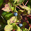 Wild Blueberry