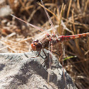 Variegated Meadowhawk
