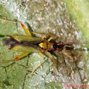 Plant Bug