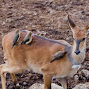 Reedbuck (female)