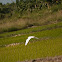 Cattle Egret
