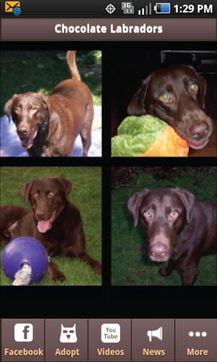 Chocolate Labrador Fans