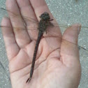 Swamp Darner