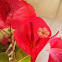 Bougainvillea