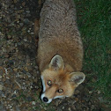Red Fox