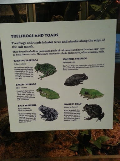 Tree Frogs and Toads