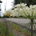 Yellow Crab Spider