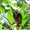Crested Owl