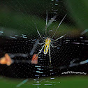 spider