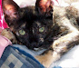 Se Perdio Mi Gata Es Negra Con Manchas Amarillas