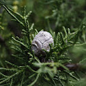 Ciprés Híbrido de Leyland (var. Haggerstone Grey)/ Leyland Cypress (var. Haggerstone Grey)