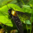 Golden-backed Snipe Fly