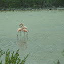 Flamingo