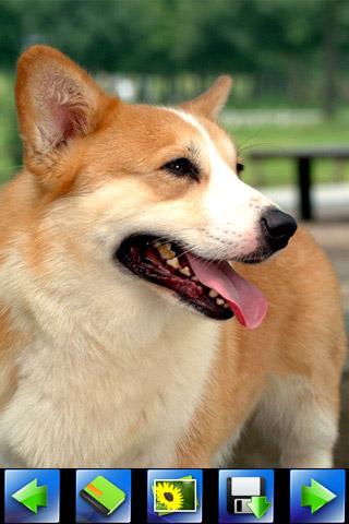 lively-dog-wallpaper for android screenshot
