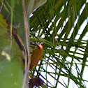 Spot-breasted Woodpecker