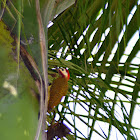 Spot-breasted Woodpecker